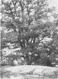 Skanningsbild 28_index.jpg