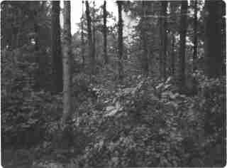 Skanningsbild 34_index.jpg